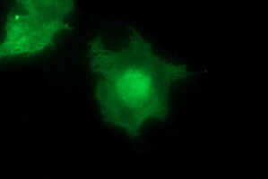 MAP2K1 / MKK1 / MEK1 Antibody - Anti-MAP2K1 mouse monoclonal antibody immunofluorescent staining of COS7 cells transiently transfected by pCMV6-ENTRY MAP2K1.