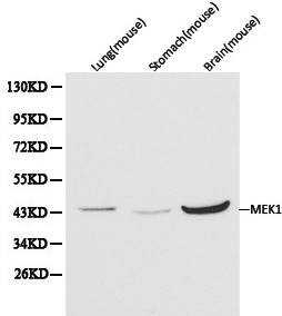 MAP2K1 / MKK1 / MEK1 Antibody - Western blot of MEK1 pAb in extracts from mouse lung, stomach and brain tissues.