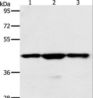 MAP2K1 / MKK1 / MEK1 Antibody - Western blot analysis of Jurkat, HeLa and K562 cell, using MAP2K1 Polyclonal Antibody at dilution of 1:400.