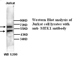 MAP2K1 / MKK1 / MEK1 Antibody