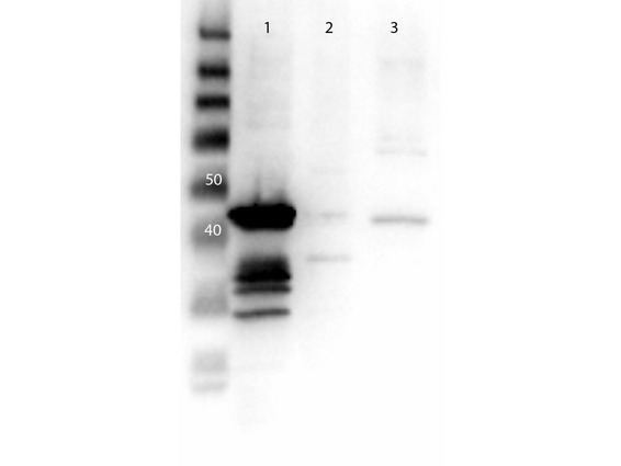 MAP2K1 / MKK1 / MEK1 Antibody - Western Blot of Anti-MEK1 N Term Antibody. Lane 1: MEK1 rec lysate. Lane 2: MEK2 rec lysate. Lane 3: Mouse Brain Whole cell Lysate. Load: 10ng. Primary Antibody: Anti-MEK1 at 1µg/mL overnight at 4°C. Secondary Antibody: Goat anti-Rabbit Peroxidase Conjugated Antibody 1:40,000 for 30 min at RT. Blocking: BlockOut Universal Blocking buffer MB-073. Predicted MW: 43.5kDa.