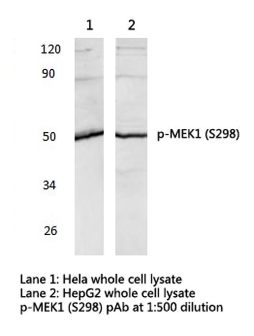 MAP2K1 / MKK1 / MEK1 Antibody - Western blot of p-MEK1 (S298) pAb in extracts from HeLa and HepG2 cells.