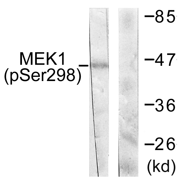 MAP2K1 / MKK1 / MEK1 Antibody - Western blot analysis of lysates from NIH/3T3 cells treated with PDGF 50ng/ml 20', using MEK1 (Phospho-Ser298) Antibody. The lane on the right is blocked with the phospho peptide.