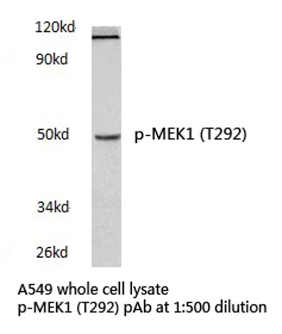 MAP2K1 / MKK1 / MEK1 Antibody - Western blot of p-MEK1 (T292) pAb in extracts from A549 cells.
