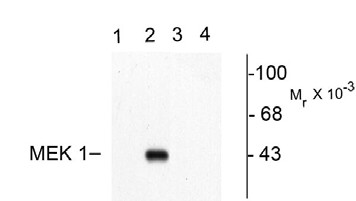MAP2K1 / MKK1 / MEK1 Antibody - Western blot of recombinant wild type and mutant MEK 1 showing immunolabeling of the ~45k MEK-1 protein phosphorylated at Thr292. Lanes 1 and 2 are WT MEK 1 and Lanes 3 and 4 are mutant MEK 1 (T292A). MAP kinase was coexpressed in the samples run in Lanes