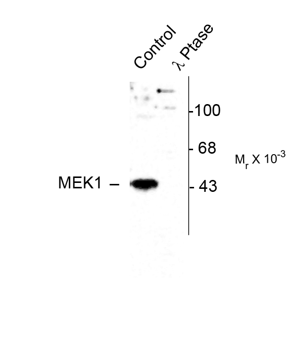 MAP2K1 / MKK1 / MEK1 Antibody - Western blot of recombinant Wild Type and mutant MEK 1 showing immunolabeling of the ~45k MEK-1 protein phosphorylated at Thr386. Lanes 1 and 2 are WT MEK 1 and Lanes 3 and 4 are mutant MEK 1 (T292A). MAP Kinase was coexpressed in the samples run in Lanes 2 and 4.