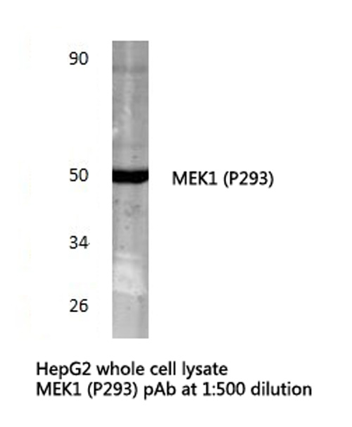 MAP2K1 / MKK1 / MEK1 Antibody - Western blot of MEK1 (P293) pAb in extracts from HepG2 cells.