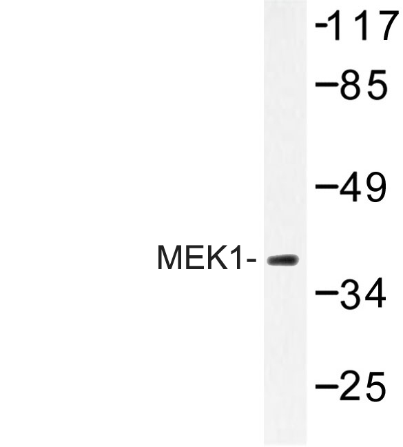 MAP2K1 / MKK1 / MEK1 Antibody - Western blot of MEK1 (P293) pAb in extracts from HUVEC cells.