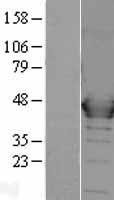 MAP2K1 / MKK1 / MEK1 Protein - Western validation with an anti-DDK antibody * L: Control HEK293 lysate R: Over-expression lysate