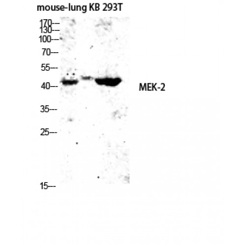 MAP2K2 / MKK2 / MEK2 Antibody - Western blot of MEK-2 antibody