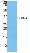 MAP2K2 / MKK2 / MEK2 Antibody - Western Blot; Sample: Recombinant MAP2K2, Mouse.