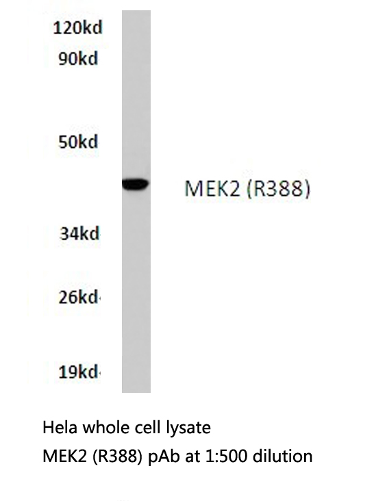 MAP2K2 / MKK2 / MEK2 Antibody - Western blot of MEK2 (R388) pAb in extracts from HeLa cells.