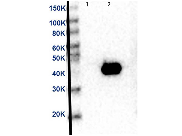 MAP2K2 / MKK2 / MEK2 Antibody - Western Blot of Anti-MEK2 Antibody. Lane 1: MEK-1 recombinant protein. Lane 2: MEK-2 recombinant protein. Load: 50ng per lane. Primary Antibody: Anti-MEK2 supernatant clone neat over night at 4°C. Secondary Antibody: Anti-mouse HRP at 1:40,000 dilution.