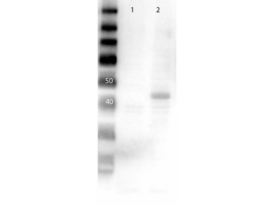 MAP2K2 / MKK2 / MEK2 Antibody - Western Blot of Anti-MEK2 C-term Antibody. Lane 1: MEK1 rec lysate. Lane 2: MEK2 rec lysate. Load: 10ug. Primary Antibody: Anti-MEK2 at 1µg/mL overnight at 4°C. Secondary Antibody: Goat Anti-Rabbit Peroxidase Conjugated Antibody at 1:40,000 for 30 min at RT. Blocking: BlockOut Universal Blocking blocking buffer MB-073. Predicted MW: 45kDa.