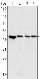 MAP2K2 / MKK2 / MEK2 Antibody - Western blot using MAP2K2 mouse monoclonal antibody against PC-12 (1), Jurkat (2), HeLa (3) and NIH/3T3 (4) cell lysate.