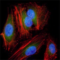 MAP2K2 / MKK2 / MEK2 Antibody - Immunofluorescence of HeLa cells using anti-MAP2K2 monoclonal antibody (green). Red: Actin filaments have been labeled with DY-554 phalloidin. Blue: DRAQ5 fluorescent DNA dye.