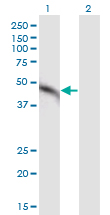 MAP2K2 / MKK2 / MEK2 Antibody - Western Blot analysis of MAP2K2 expression in transfected 293T cell line by MAP2K2 monoclonal antibody (M11), clone 8D10.Lane 1: MAP2K2 transfected lysate (Predicted MW: 44.4 KDa).Lane 2: Non-transfected lysate.