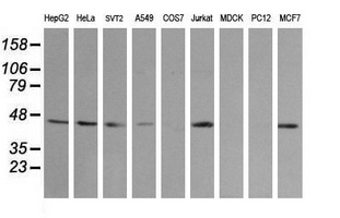MAP2K2 / MKK2 / MEK2 Antibody - Western blot of extracts (35 ug) from 9 different cell lines by using g anti-MAP2K2 monoclonal antibody (HepG2: human; HeLa: human; SVT2: mouse; A549: human; COS7: monkey; Jurkat: human; MDCK: canine; PC12: rat; MCF7: human).