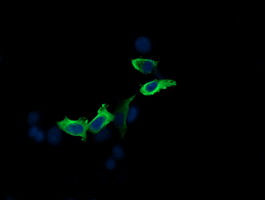 MAP2K2 / MKK2 / MEK2 Antibody - Anti-MAP2K2 mouse monoclonal antibody immunofluorescent staining of COS7 cells transiently transfected by pCMV6-ENTRY MAP2K2.