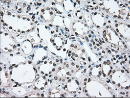 MAP2K2 / MKK2 / MEK2 Antibody - IHC of paraffin-embedded Kidney tissue using anti-MAP2K2 mouse monoclonal antibody. (Dilution 1:50).