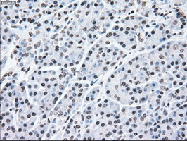 MAP2K2 / MKK2 / MEK2 Antibody - IHC of paraffin-embedded pancreas tissue using anti-MAP2K2 mouse monoclonal antibody. (Dilution 1:50).