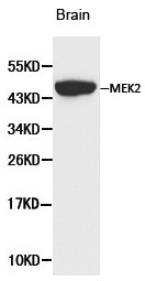 MAP2K2 / MKK2 / MEK2 Antibody - Western blot of MEK2 pAb in extracts from mouse brain tissue.
