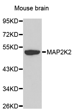 MAP2K2 / MKK2 / MEK2 Antibody - Western blot analysis of extracts of mouse brain, using MAP2K2 antibody. The secondary antibody used was an HRP Goat Anti-Rabbit IgG (H+L) at 1:10000 dilution. Lysates were loaded 25ug per lane and 3% nonfat dry milk in TBST was used for blocking.