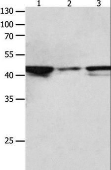 MAP2K2 / MKK2 / MEK2 Antibody - Western blot analysis of HeLa, NIH/3T3 and Jurkat cell, using MAP2K2 Polyclonal Antibody at dilution of 1:1900.