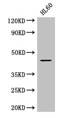 MAP2K2 / MKK2 / MEK2 Antibody - Western Blot Positive WB detected in: HL60 whole cell lysate All lanes: MAP2K2 antibody at 2.8µg/ml Secondary Goat polyclonal to rabbit IgG at 1/50000 dilution Predicted band size: 45 kDa Observed band size: 45 kDa