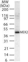 MAP2K2 / MKK2 / MEK2 Antibody - Western blot of MEK2 in 15 ugs of 293 cell lysate using antibody at 1 ug/ml.