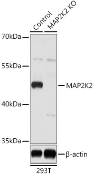 MAP2K2 / MKK2 / MEK2 Antibody - Western blot analysis of extracts from normal (control) and MAP2K2 knockout (KO) 293T cells, using MAP2K2 antibody at 1:1000 dilution. The secondary antibody used was an HRP Goat Anti-Rabbit IgG (H+L) at 1:10000 dilution. Lysates were loaded 25ug per lane and 3% nonfat dry milk in TBST was used for blocking. An ECL Kit was used for detection and the exposure time was 10s.