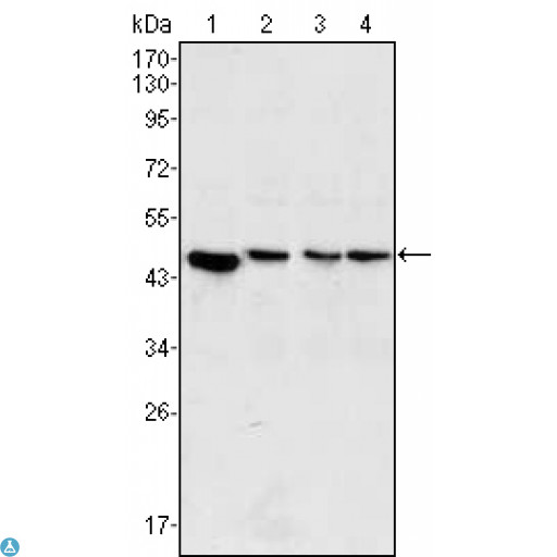 MAP2K2 / MKK2 / MEK2 Antibody - Western Blot (WB) analysis using MEK-2 Monoclonal Antibody against PC-12 (1), Jurkat (2), HeLa (3) and NIH/3T3 (4) cell lysate.
