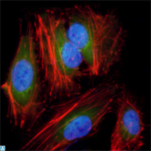 MAP2K2 / MKK2 / MEK2 Antibody - Immunofluorescence (IF) analysis of HeLa cells using MEK-2 Monoclonal Antibody (green). Red: Actin filaments have been labeled with DY-554 phalloidin. Blue: DRAQ5 fluorescent DNA dye.