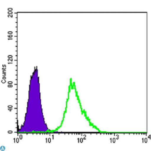 MAP2K2 / MKK2 / MEK2 Antibody - Flow cytometric (FCM) analysis of HeLa cells using MEK-2 Monoclonal Antibody (green) and negative control (purple).