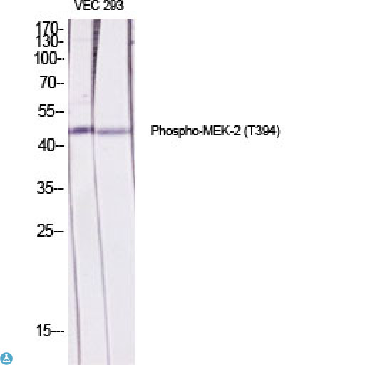 MAP2K2 / MKK2 / MEK2 Antibody - Western Blot (WB) analysis of specific cells using Phospho-MEK-2 (T394) polyclonal antibody.