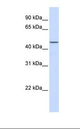 MAP2K2 / MKK2 / MEK2 Antibody - HepG2 cell lysate. Antibody concentration: 1.0 ug/ml. Gel concentration: 12%.  This image was taken for the unconjugated form of this product. Other forms have not been tested.