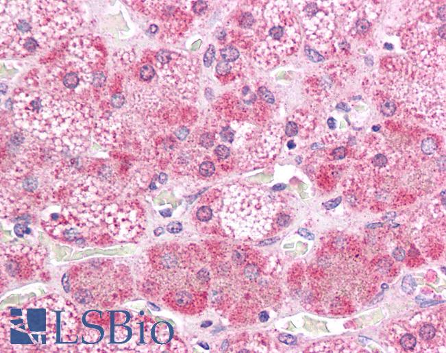 MAP2K2 / MKK2 / MEK2 Antibody - Anti-MAP2K2 / MEK2 antibody IHC of human adrenal. Immunohistochemistry of formalin-fixed, paraffin-embedded tissue after heat-induced antigen retrieval. Antibody concentration 5 ug/ml.  This image was taken for the unconjugated form of this product. Other forms have not been tested.