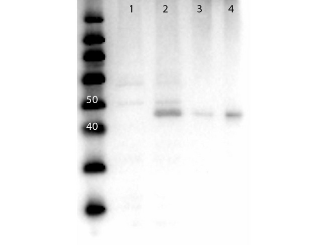 MAP2K2 / MKK2 / MEK2 Antibody - Western Blot of Anti-MEK2 N-term Antibody. Lane 1: MEK1 rec lysate. Lane 2: MEK2 rec lysate. Lane 3: Mouse Brain Whole cell lysate. Lane 4: HEK293T Whole cell lysate. Load: 10ug. Primary Antibody: Anti-MEK2 at 1µg/mL overnight at 4°C. Secondary Antibody: Goat Anti-Rabbit Peroxidase Conjugated Antibody at 1:40,000 for 30 min at RT. Blocking: BlockOut Universal Blocking blocking buffer MB-073. Predicted MW: 45kDa.