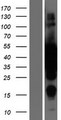 MAP2K2 / MKK2 / MEK2 Protein - Western validation with an anti-DDK antibody * L: Control HEK293 lysate R: Over-expression lysate