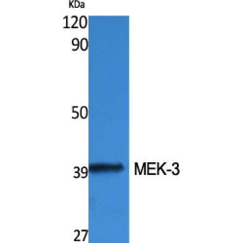MAP2K3 / MEK3 / MKK3 Antibody - Western blot of MEK-3 antibody