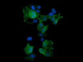 MAP2K3 / MEK3 / MKK3 Antibody - Anti-MAP2K3 mouse monoclonal antibody immunofluorescent staining of COS7 cells transiently transfected by pCMV6-ENTRY MAP2K3.