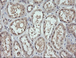 MAP2K3 / MEK3 / MKK3 Antibody - IHC of paraffin-embedded Human Kidney tissue using anti-MAP2K3 mouse monoclonal antibody.