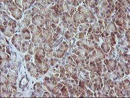 MAP2K3 / MEK3 / MKK3 Antibody - IHC of paraffin-embedded Human pancreas tissue using anti-MAP2K3 mouse monoclonal antibody.