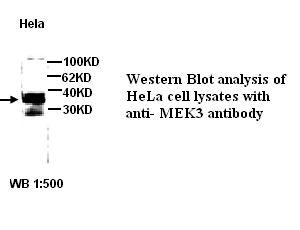 MAP2K3 / MEK3 / MKK3 Antibody