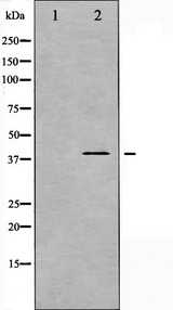 MAP2K3 / MEK3 / MKK3 Antibody - Western blot analysis of MKK3 phosphorylation expression in MDA-MB-435 whole cells lysates. The lane on the left is treated with the antigen-specific peptide.