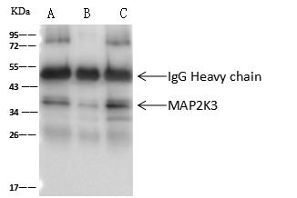 MAP2K3 / MEK3 / MKK3 Antibody - MAP2K3 was immunoprecipitated using: Lane A: 0.5 mg Jurkat Whole Cell Lysate. Lane B: 0.5 mg HepG2 Whole Cell Lysate. Lane C:0.5 mg HeLa Whole Cell Lysate. 2 uL anti-MAP2K3 rabbit polyclonal antibody and 60 ug of Immunomagnetic beads Protein A/G. Primary antibody: Anti-MAP2K3 rabbit polyclonal antibody, at 1:100 dilution. Secondary antibody: Clean-Blot IP Detection Reagent (HRP) at 1:1000 dilution. Developed using the ECL technique. Performed under reducing conditions. Predicted band size: 39 kDa. Observed band size: 39 kDa.