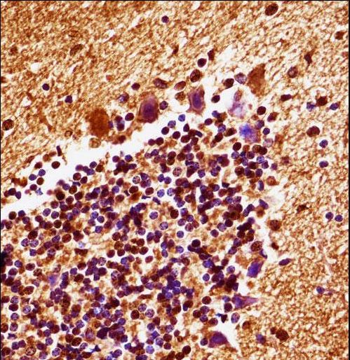 MAP2K4 / MKK4 Antibody - Mouse Map2k4 Antibody immunohistochemistry of formalin-fixed and paraffin-embedded mouse cerebellum tissue followed by peroxidase-conjugated secondary antibody and DAB staining.