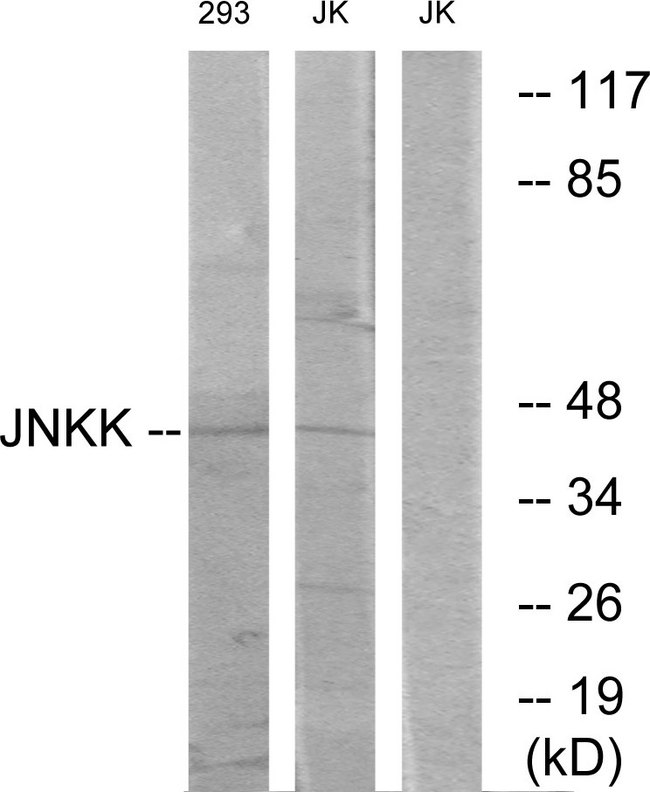 MAP2K4 / MKK4 Antibody - Western blot analysis of lysates from 293 andJurkat cells, using JNKK Antibody. The lane on the right is blocked with the synthesized peptide.
