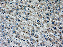 MAP2K4 / MKK4 Antibody - IHC of paraffin-embedded liver tissue using anti-MAP2K4 mouse monoclonal antibody. (Dilution 1:50).