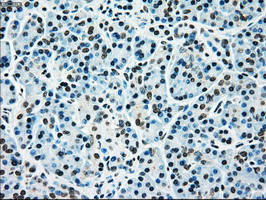 MAP2K4 / MKK4 Antibody - IHC of paraffin-embedded pancreas tissue using anti-MAP2K4 mouse monoclonal antibody. (Dilution 1:50).